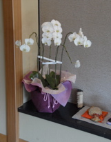 _DS11105.orchids